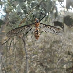 Leptotarsus (Leptotarsus) clavatus at O'Connor, ACT - 25 Mar 2025 06:36 PM