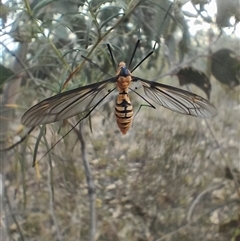 Leptotarsus (Leptotarsus) clavatus at O'Connor, ACT - 25 Mar 2025 06:36 PM