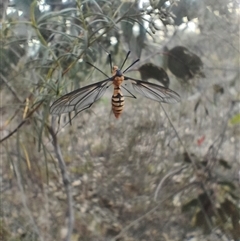 Leptotarsus (Leptotarsus) clavatus at O'Connor, ACT - 25 Mar 2025 06:36 PM