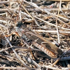 Unverified Grasshopper (several families) at Wodonga, VIC - Yesterday by KylieWaldon