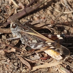 Unverified Grasshopper (several families) at Wodonga, VIC - Yesterday by KylieWaldon