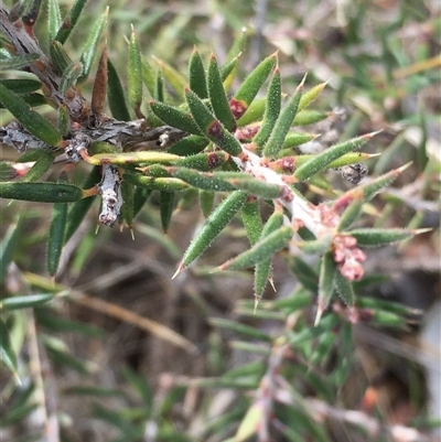 Lissanthe strigosa subsp. subulata (Peach Heath) at Crowther, NSW - 21 Apr 2025 by Frecko