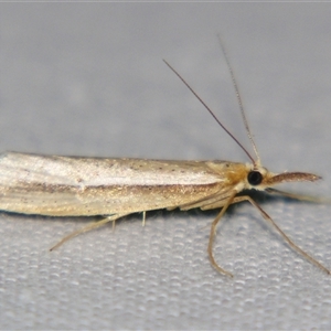 Hednota sp. ANIC6 at Bolivia, NSW - suppressed