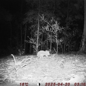 Phascolarctos cinereus at Bucketty, NSW - 20 Apr 2025 03:10 AM