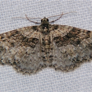 Aponotoreas dascia at Bolivia, NSW - suppressed