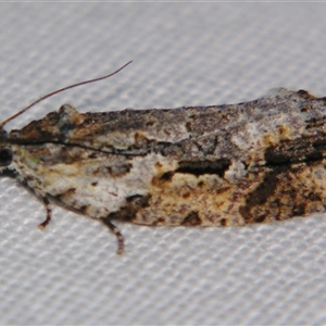 Thrincophora lignigerana at Bolivia, NSW - suppressed