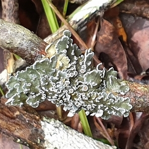 Unverified Lichen by MazzV