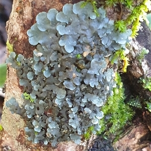 Unverified Lichen by MazzV
