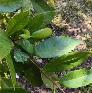 Callicoma serratifolia at Hydes Creek, NSW - 24 Apr 2025 10:26 AM