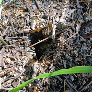 Myrmecia nigrocincta at Hydes Creek, NSW - 24 Apr 2025 10:19 AM