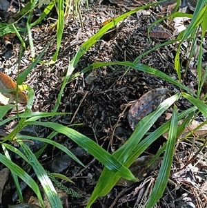 Myrmecia nigrocincta at Hydes Creek, NSW - 24 Apr 2025 10:19 AM