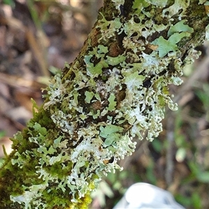 Unverified Lichen by MazzV