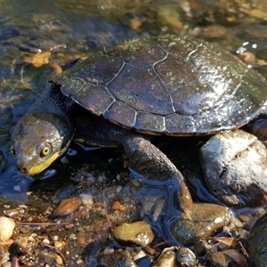 Myuchelys purvisi at Cells River, NSW - 16 Apr 2018 08:08 AM