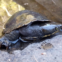 Myuchelys purvisi at Cells River, NSW - 16 Apr 2018 08:08 AM