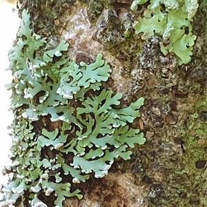 Unverified Lichen by MazzV