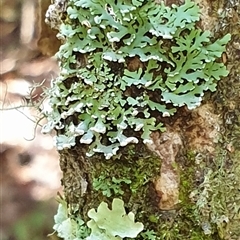 Unverified at suppressed - suppressed