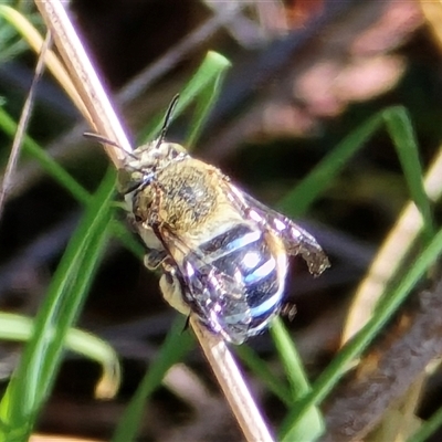 Amegilla sp. (genus) (Blue Banded Bee) at Mawson, ACT - 24 Apr 2025 by Mike