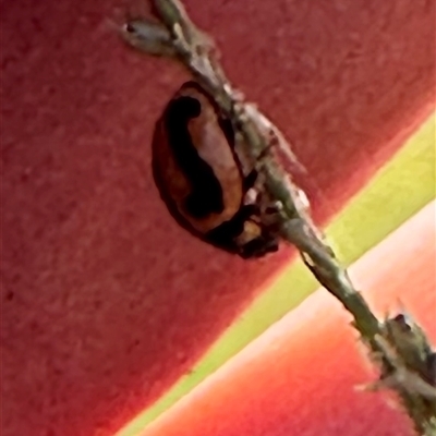 Micraspis frenata (Striped Ladybird) at Kangaroo Valley, NSW - 24 Apr 2025 by lbradley