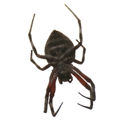 Hortophora sp. (genus) at Strathnairn, ACT - 24 Apr 2025 11:10 AM