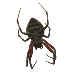 Hortophora sp. (genus) at Strathnairn, ACT - 24 Apr 2025 11:10 AM