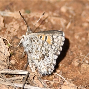 Lucia limbaria at Strathnairn, ACT - 24 Apr 2025 11:43 AM