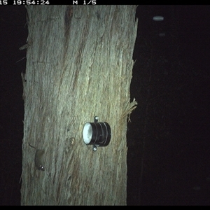 Antechinus flavipes at Bucketty, NSW - 15 Apr 2025 07:54 PM