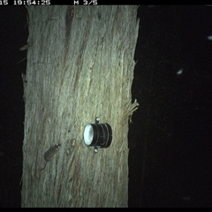 Antechinus flavipes at Bucketty, NSW - 15 Apr 2025 07:54 PM