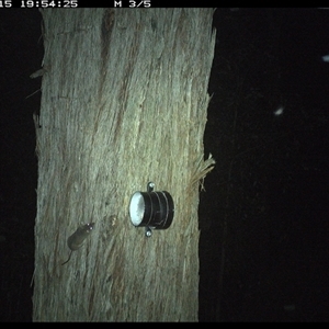 Antechinus flavipes at Bucketty, NSW - 15 Apr 2025 07:54 PM