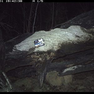 Antechinus flavipes at Bucketty, NSW - 1 Apr 2025 07:42 PM