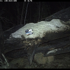Antechinus flavipes at Bucketty, NSW - 1 Apr 2025 07:42 PM