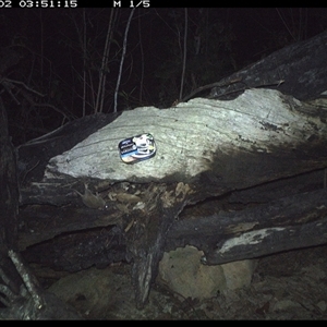 Antechinus flavipes at Bucketty, NSW - 2 Apr 2025 03:51 AM