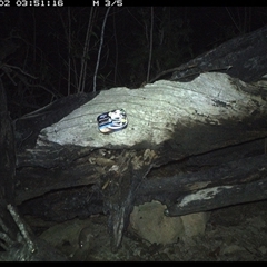 Antechinus flavipes at Bucketty, NSW - 2 Apr 2025 03:51 AM