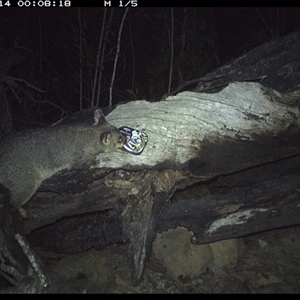 Trichosurus vulpecula at Bucketty, NSW - 14 Apr 2025 12:08 AM