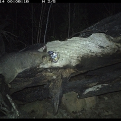 Trichosurus vulpecula at Bucketty, NSW - 14 Apr 2025 12:08 AM