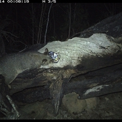 Trichosurus vulpecula at Bucketty, NSW - 14 Apr 2025 12:08 AM