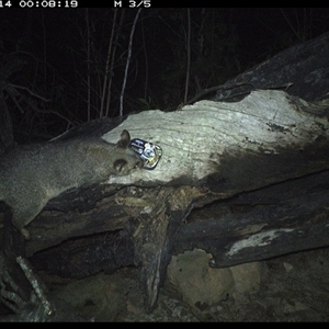 Trichosurus vulpecula at Bucketty, NSW - 14 Apr 2025 12:08 AM
