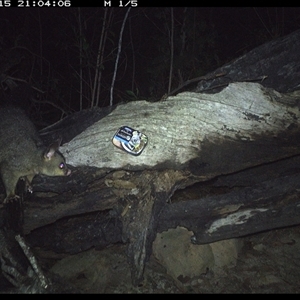 Trichosurus vulpecula at Bucketty, NSW - 15 Apr 2025 by MartinPredavec