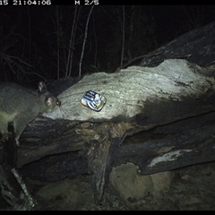 Trichosurus vulpecula at Bucketty, NSW - 15 Apr 2025 09:04 PM