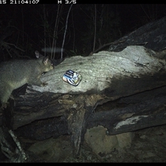 Trichosurus vulpecula at Bucketty, NSW - 15 Apr 2025 09:04 PM