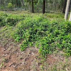 Parsonsia straminea at Sawyers Gully, NSW - 24 Apr 2025 01:36 PM