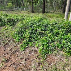 Parsonsia straminea at Sawyers Gully, NSW - 24 Apr 2025 01:36 PM