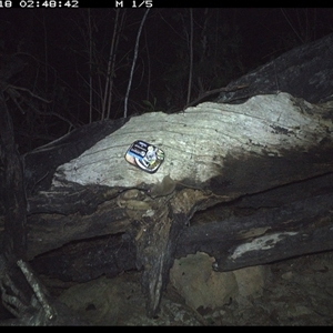 Antechinus flavipes at Bucketty, NSW - 18 Apr 2025 02:48 AM