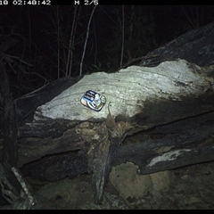 Antechinus flavipes at Bucketty, NSW - 18 Apr 2025 02:48 AM