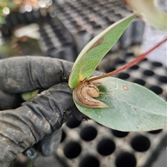 Ambigolimax sp. (valentius and waterstoni) at Anembo, NSW - suppressed