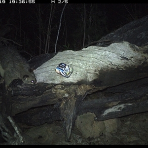 Trichosurus vulpecula at Bucketty, NSW - 19 Apr 2025 07:36 PM