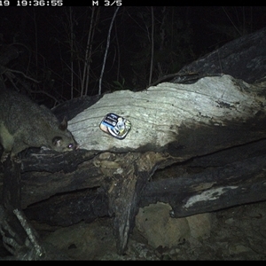 Trichosurus vulpecula at Bucketty, NSW - 19 Apr 2025 07:36 PM