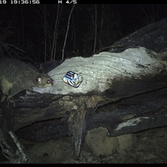 Trichosurus vulpecula at Bucketty, NSW - 19 Apr 2025 07:36 PM