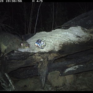 Trichosurus vulpecula at Bucketty, NSW - 19 Apr 2025 07:36 PM