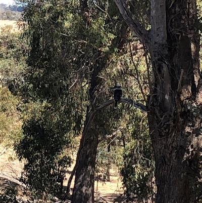 Dacelo novaeguineae (Laughing Kookaburra) at Crowther, NSW - 24 Apr 2025 by Frecko