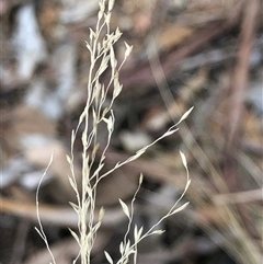 Eragrostis curvula at Crowther, NSW - 23 Apr 2025 by Frecko